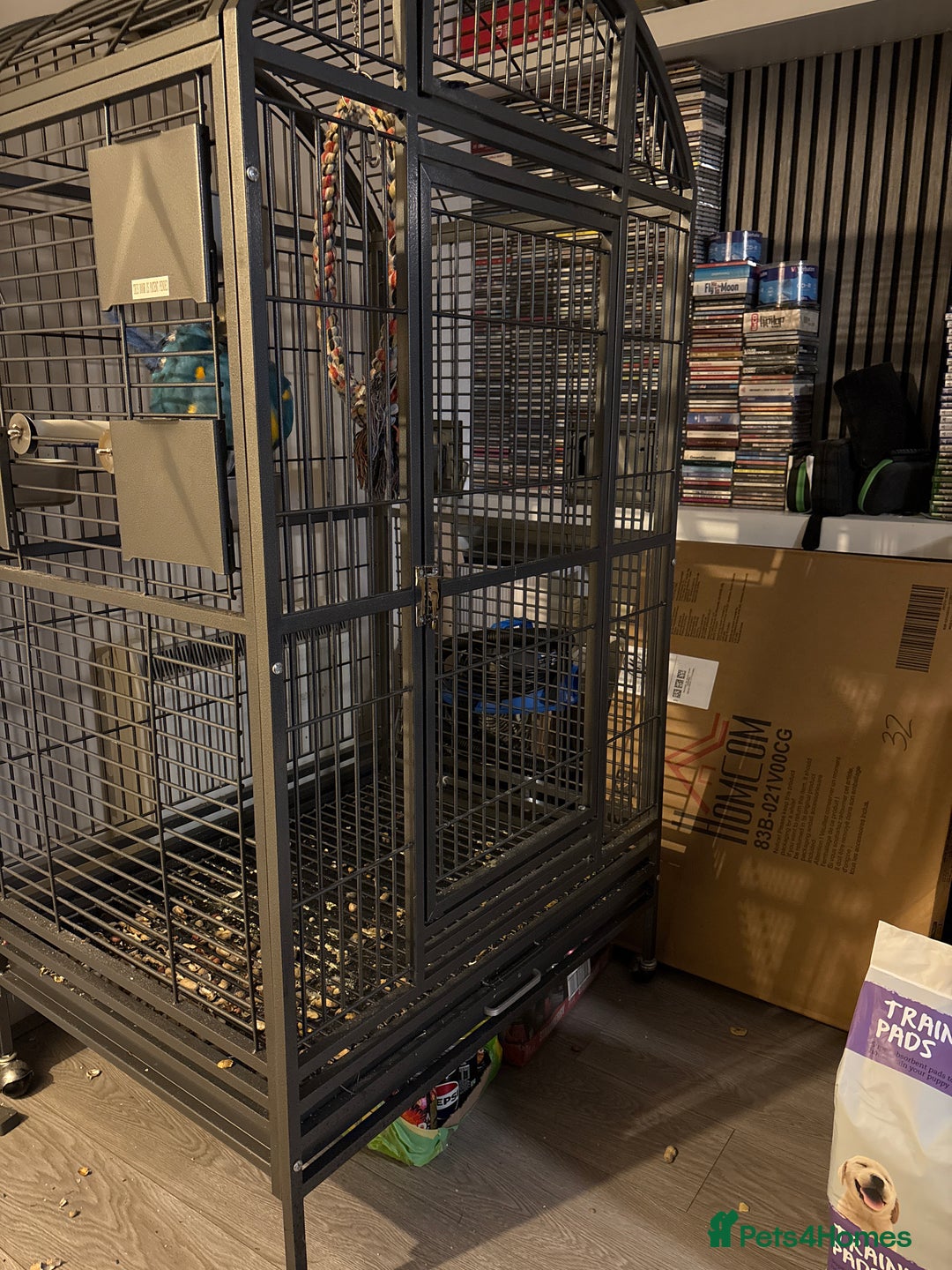 Parrots birds for sale: Blue and gold macaw  - Advert 5