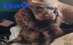 Mixed Breed dogs for sale: FROCKERS. (French bulldog cross cocker spaniel) - Image 15