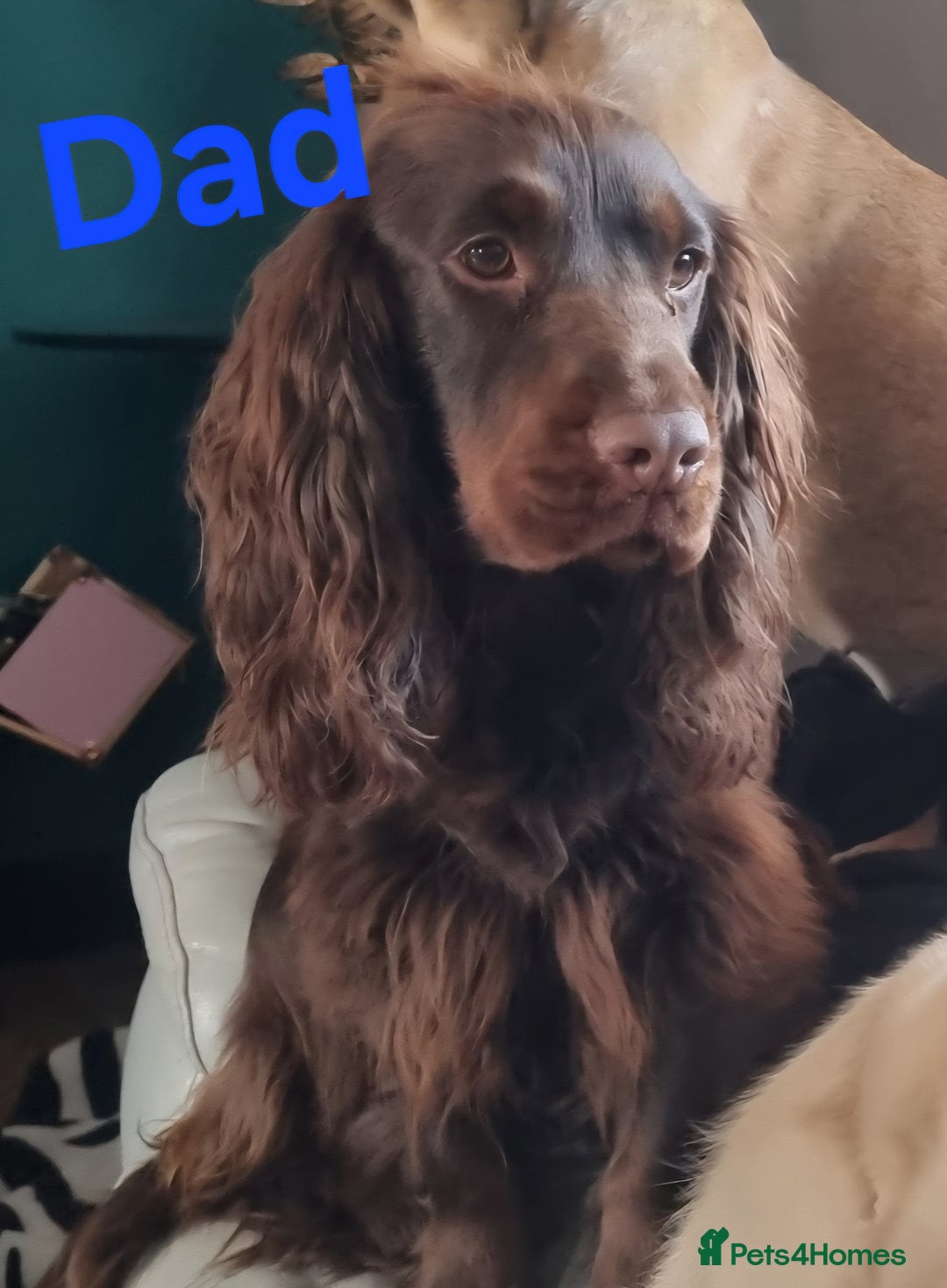 Mixed Breed dogs for sale: FROCKERS. (French bulldog cross cocker spaniel) - Image 15