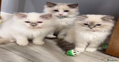 Ragdoll cats - Advert 3