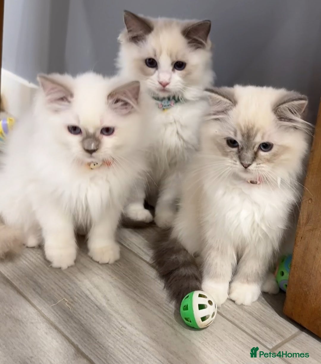 Ragdoll cats for sale: Beautiful Ragdoll for sale - Image 2