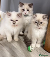 Ragdoll cats - Advert 6