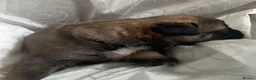 Mixed Breed dogs for sale: Akita Hybrid - Advert 15