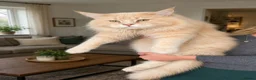 Maine Coon cats for sale: 3 TICA pedigree registered male Maine coon kittens - Advert 8
