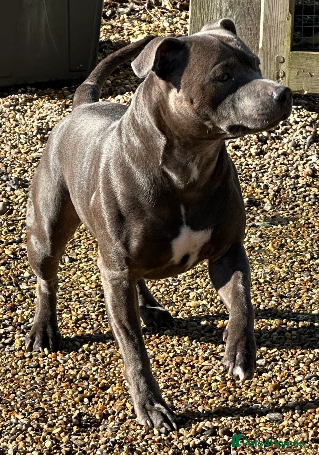 Staffordshire Bull Terrier dogs for stud: Stud offered- Blue Staffordshire Bull Terrier Stud in Wickford - Advert 15
