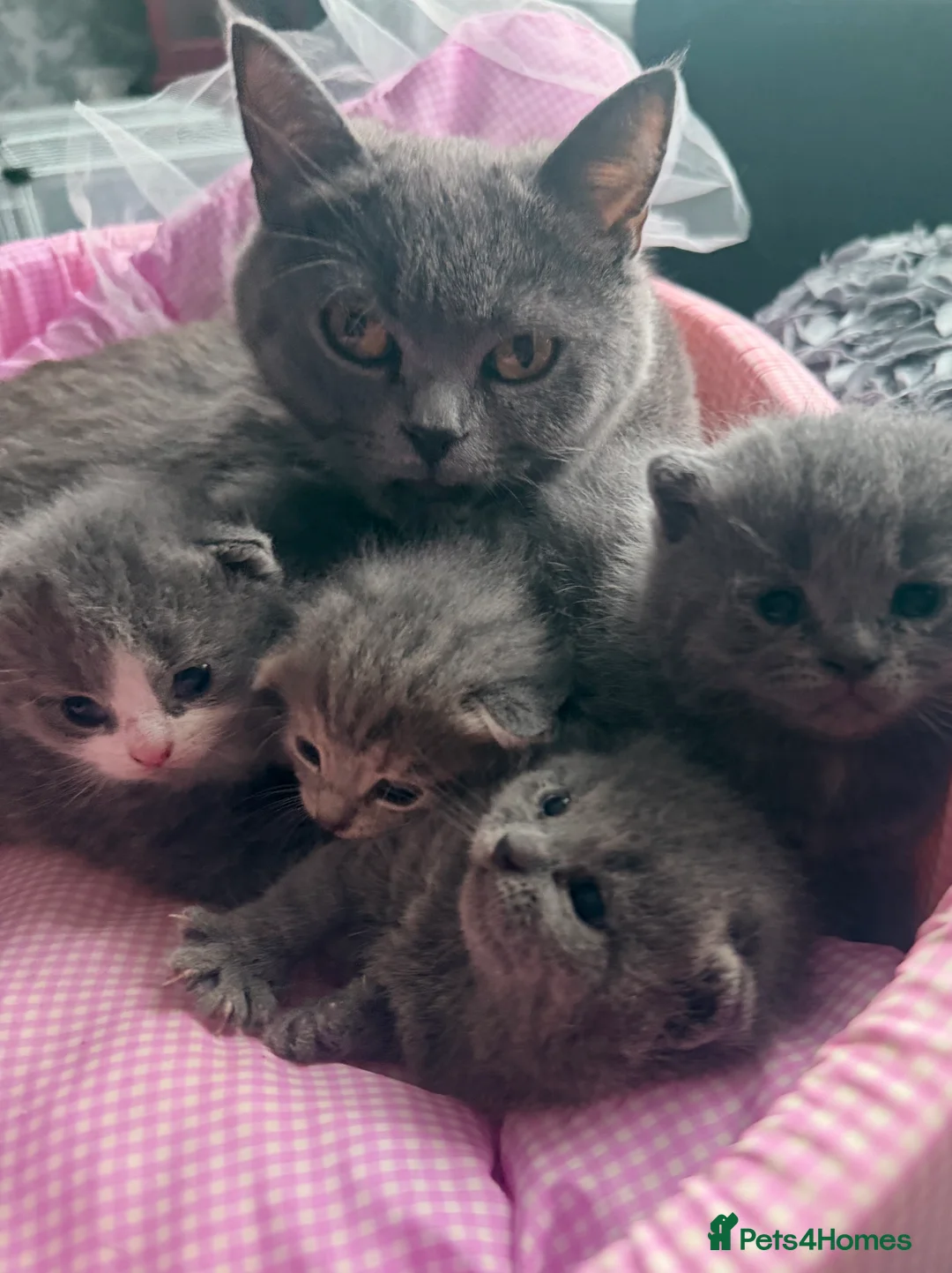 British Shorthair cats for sale: Ready for reservations British  - Advert 1
