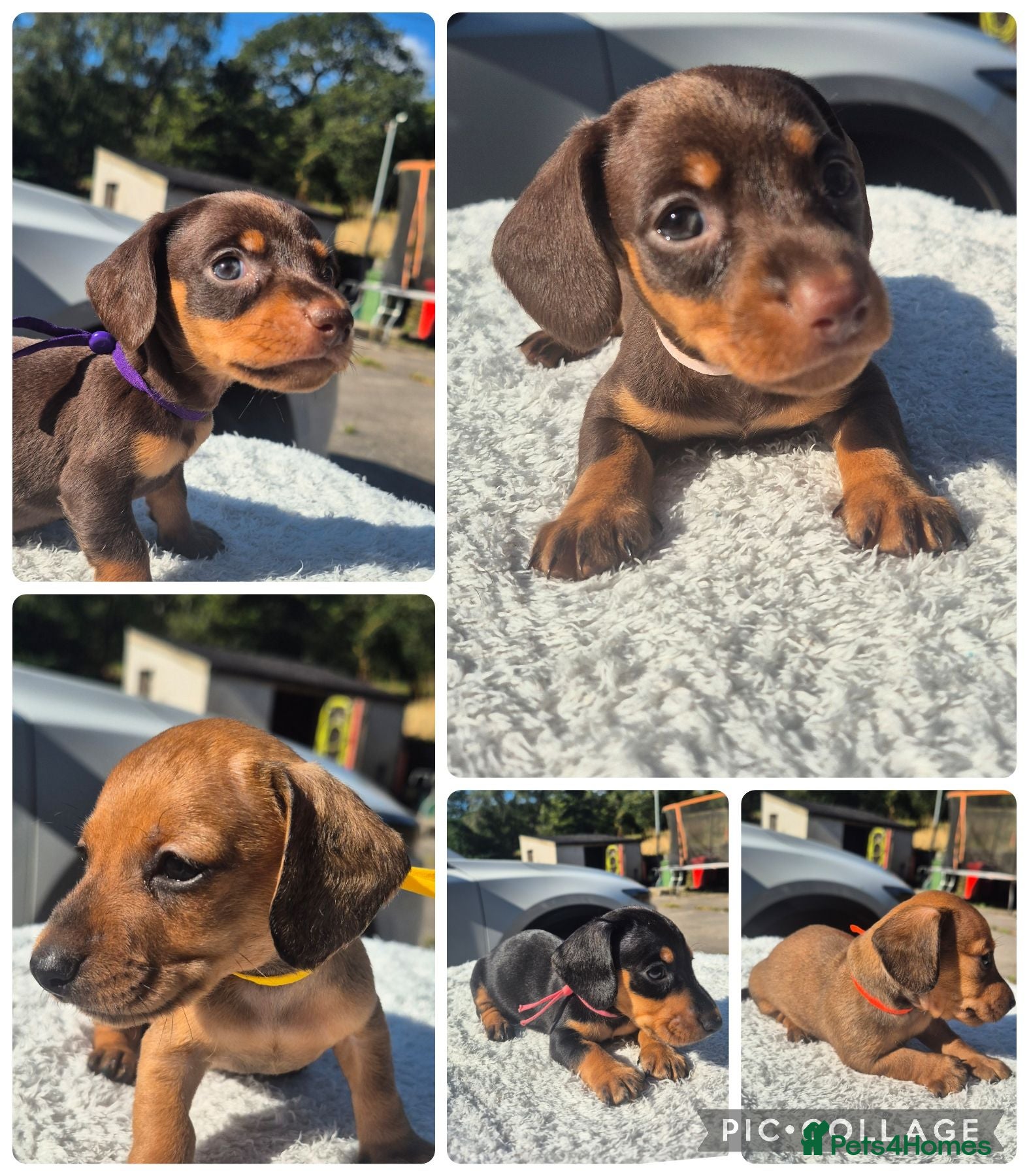 Miniature Dachshund dogs PRA CLEAR MINIATURE DACHSHUND GIRLS - Advert 1