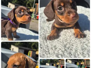 Miniature Dachshund dogs PRA CLEAR MINIATURE DACHSHUND GIRLS - Advert 1