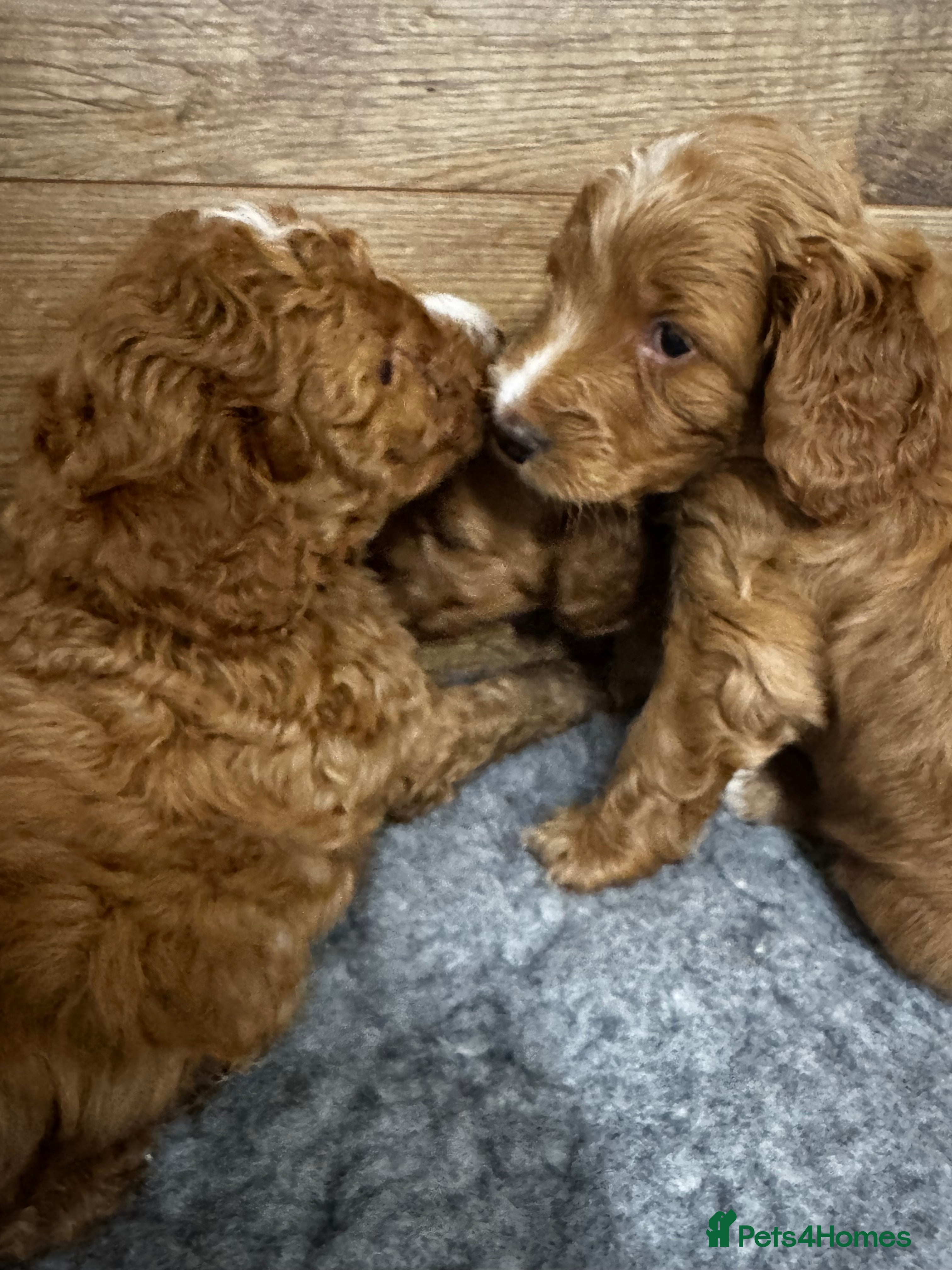 Cockapoo dogs Gorgeous F1B Cockapoos - Taking viewings now  - Advert 15