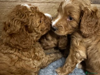Cockapoo dogs Gorgeous F1B Cockapoos - Taking viewings now - Advert 1