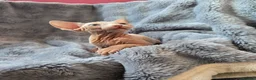 Sphynx cats for sale: Amazing DBE Sphynx kitten GCCF & TICA   - Advert 35