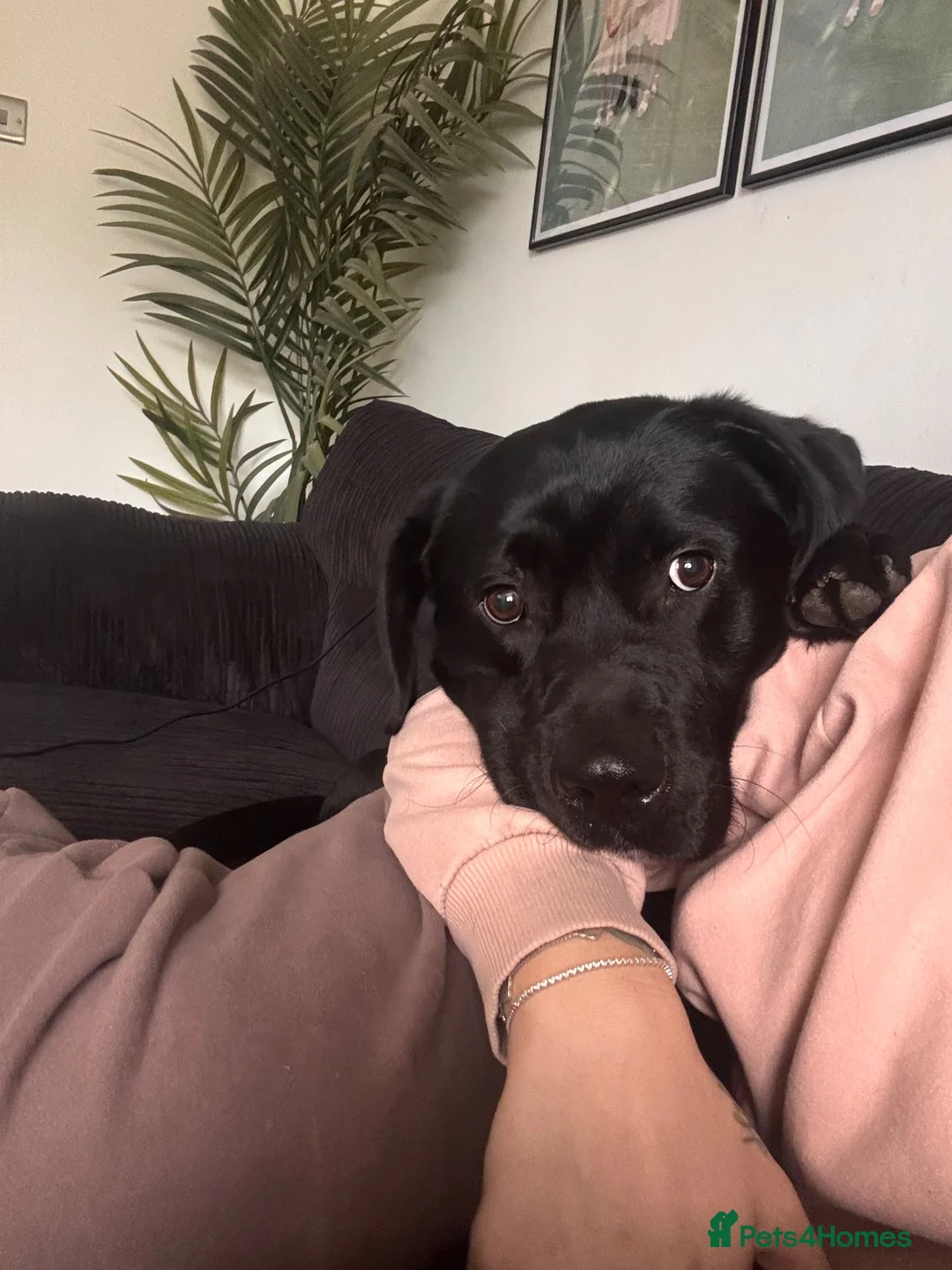 Labrador Retriever dogs for sale: OUR BEAUTIFUL STANLEY IS LOOKING FOR A LOVING HOME in Oldham - Advert 2