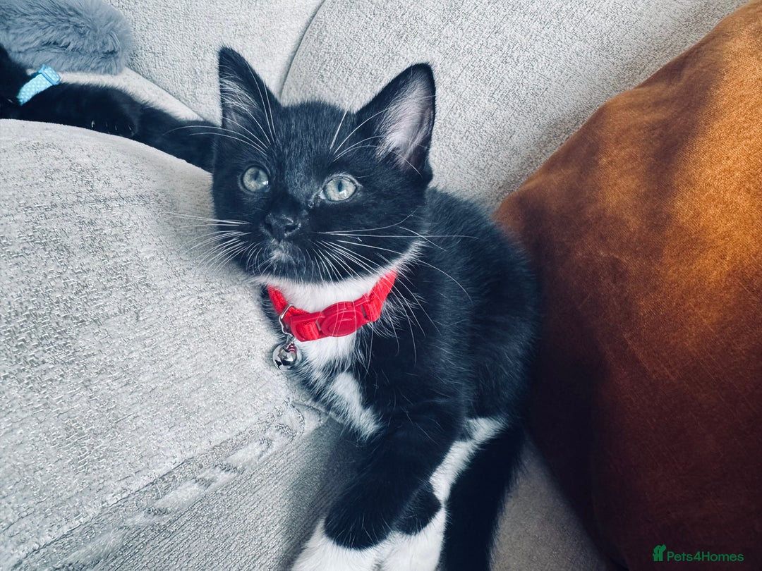 British Shorthair cats for sale: Last kittens available  - Image 1
