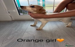 Cocker Spaniel dogs for sale: (2 left) Working cocker Spaniels - Image 2