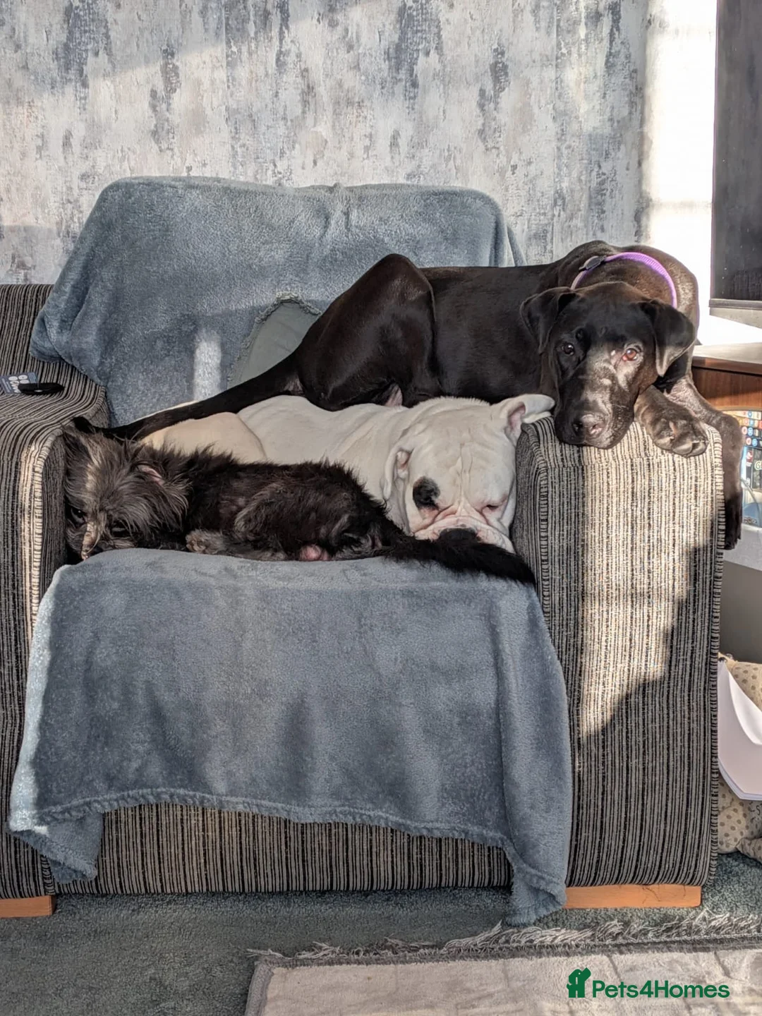 Mixed Breed dogs for sale: 7 month old dobermann x American bulldog  - Advert 2