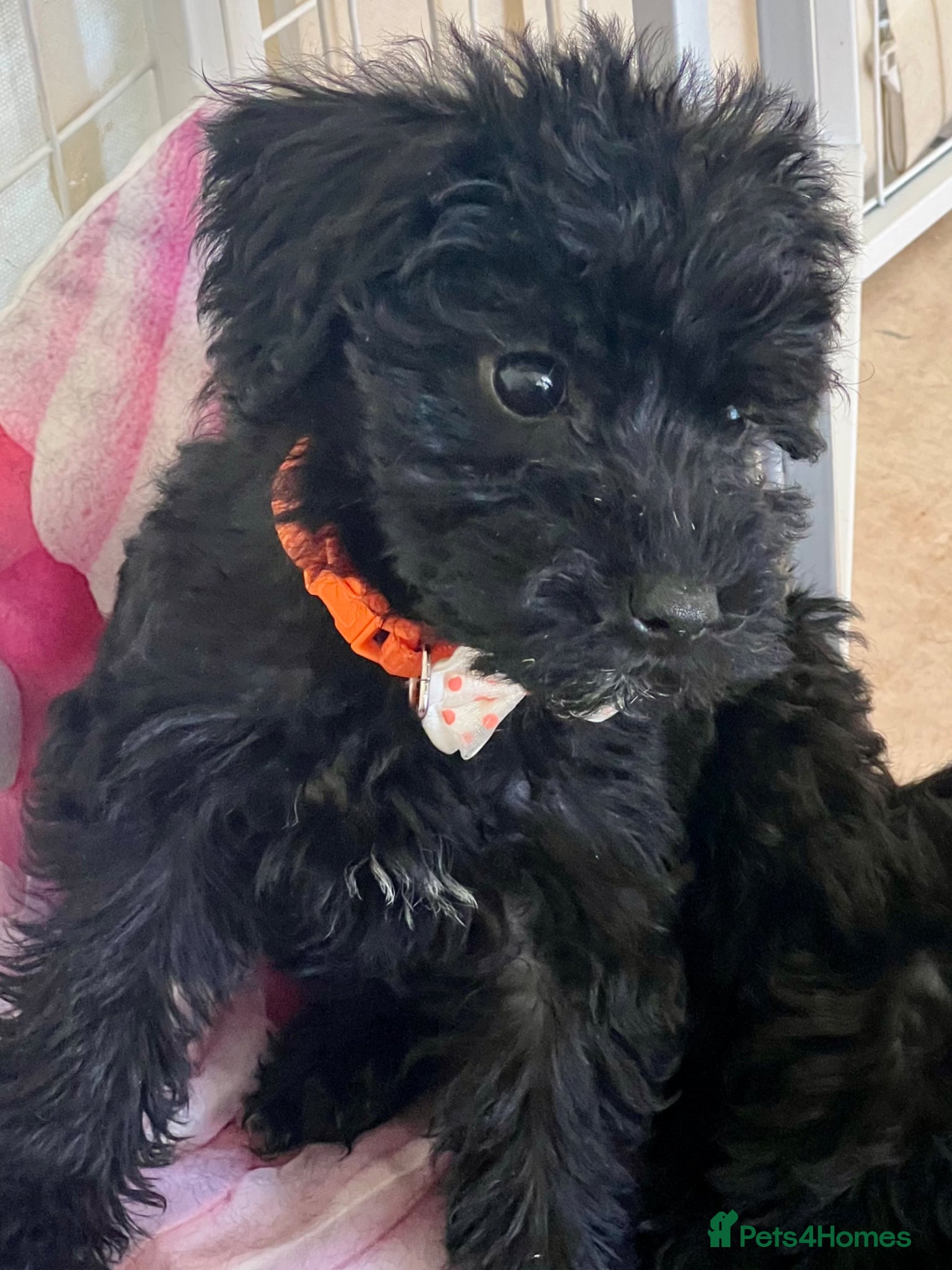 Cavapoo dogs 🐶🐾Adorable Cavaschnauzer Pups🐾🐶 - Advert 3
