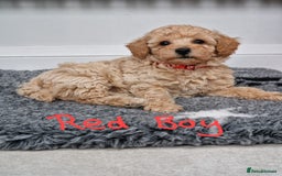 Poochon dogs for sale: Beautiful Poochon Puppies  in Carmarthen - Image 17
