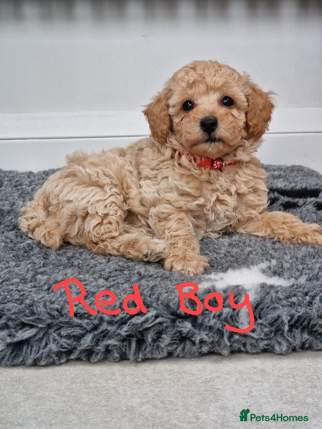 Poochon dogs for sale: Beautiful Poochon Puppies  in Carmarthen - Image 17