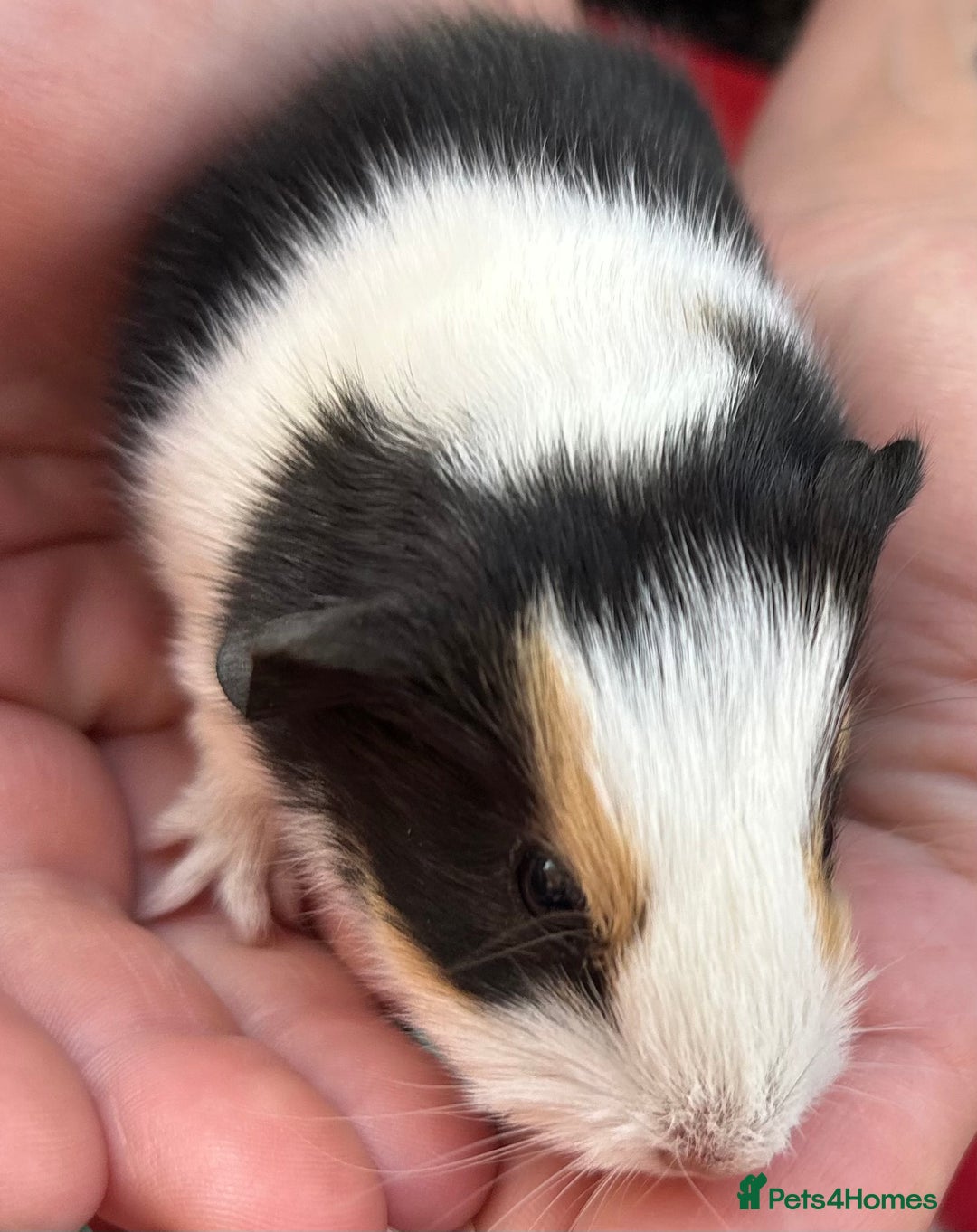 Guinea Pig rodents for sale: Guinea Pigs in Saxmundham - Image 10
