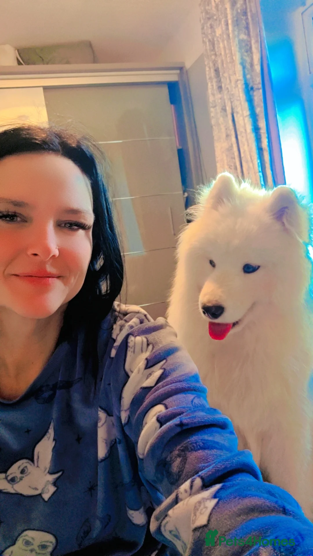 Samoyed dogs for sale: Samoyd  - Advert 2