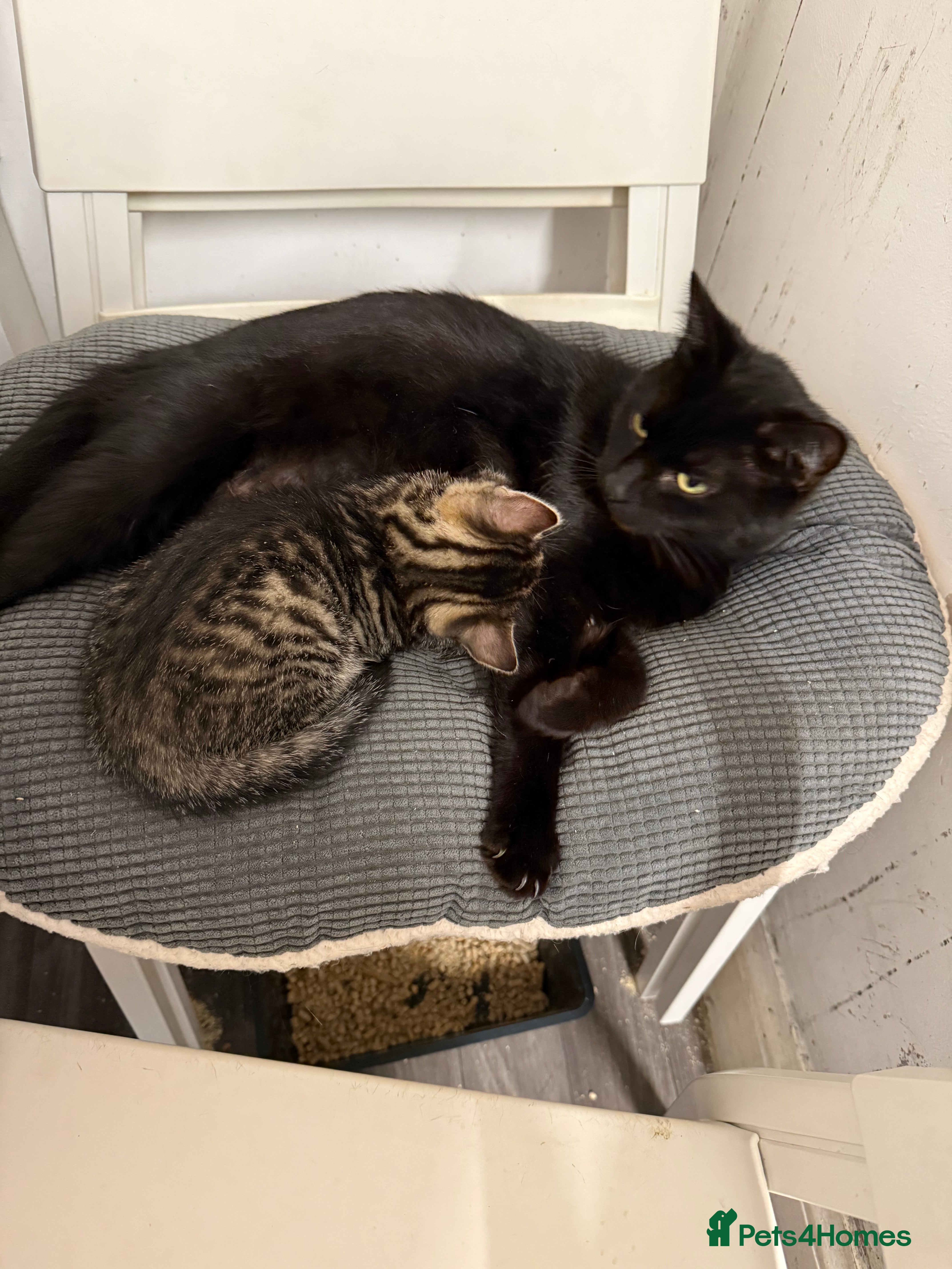 Mixed Breed cats 12 week old kittens  - Advert 18