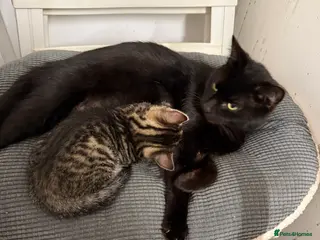 Mixed Breed cats 12 week old kittens - Advert 1