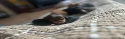 Cockapoo dogs for sale: Beautiful F1 Cockapoo Puppies – Ready Soon  £1,200 - Advert 6