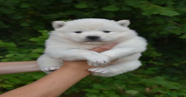 Chow Chow dogs - Advert 7