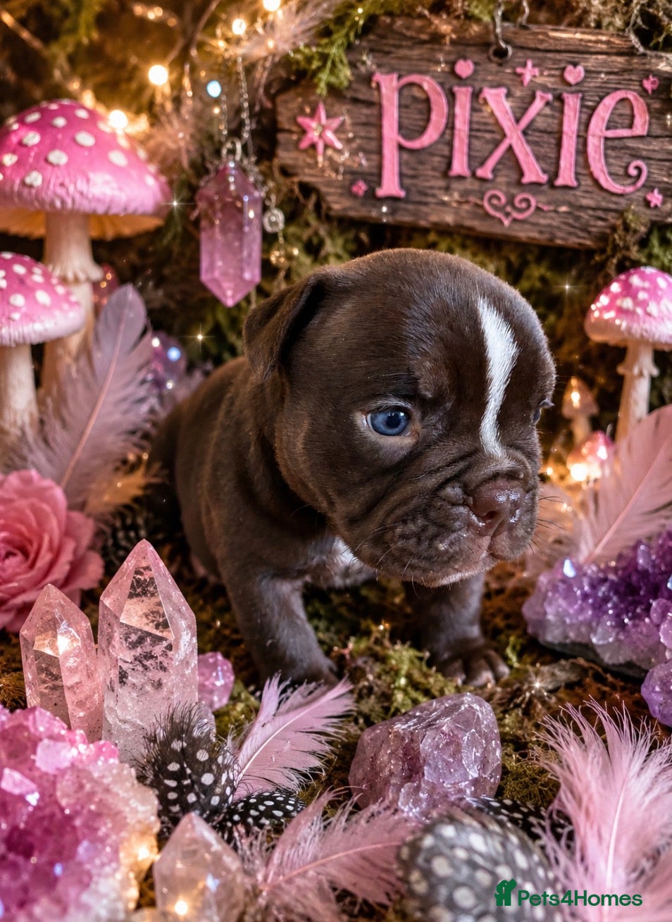 English Bulldog dogs Old English bulldogges - Advert 5