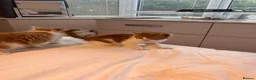 Mixed Breed cats for sale: Ginger, tuxedo and calico kittens - Advert 16