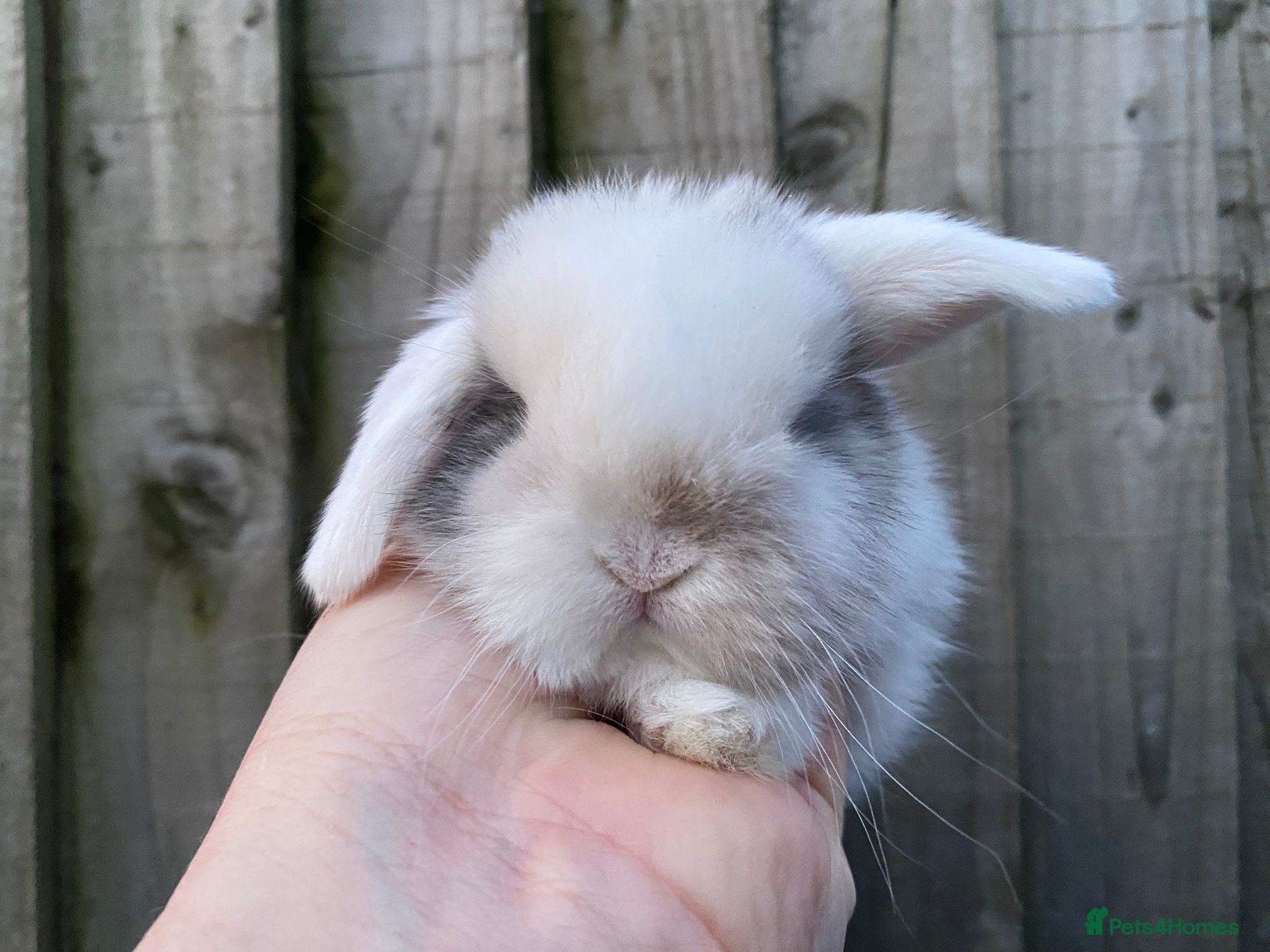 Mini Lop rabbits 🧡Gorgeous and friendly mini lop girl🧡 - Advert 1