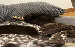 Sprocker dogs for sale: Sprocker for rehoming  - Image 3