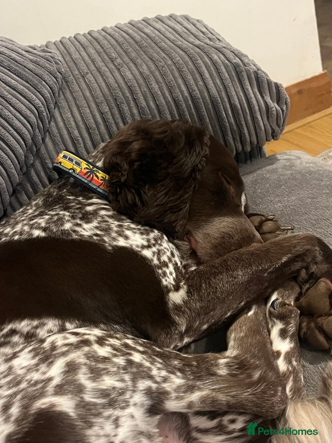 Sprocker dogs for sale: Sprocker for rehoming  - Image 3