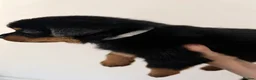 Rottweiler dogs for sale: Only 4 Beautiful Rottweiler Pups Ready in 2 weeks  - Advert 35