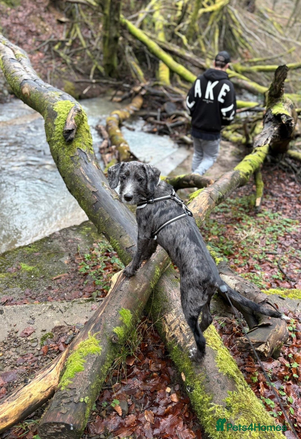 Mixed Breed dogs Dalmadoodle - Advert 12