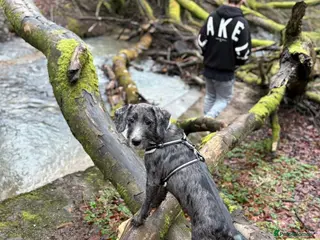 Mixed Breed dogs Dalmadoodle - Advert 12