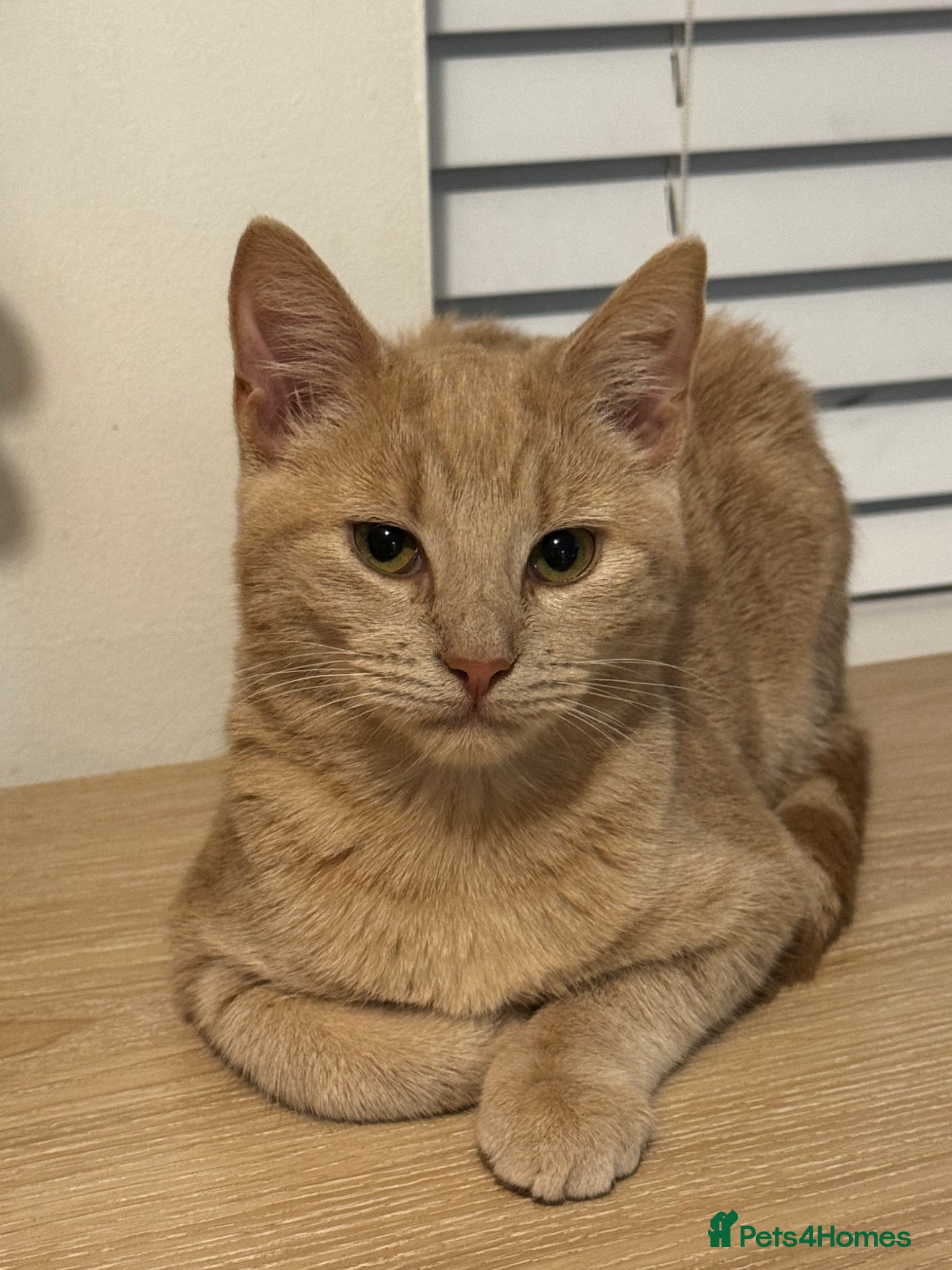 Mixed Breed cats Cream colour kitten for sale  - Advert 3