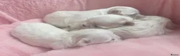 Maltese dogs for sale: Bambelina~ Simply The Best~ Korean Maltese in Stratford-upon-Avon - Advert 5