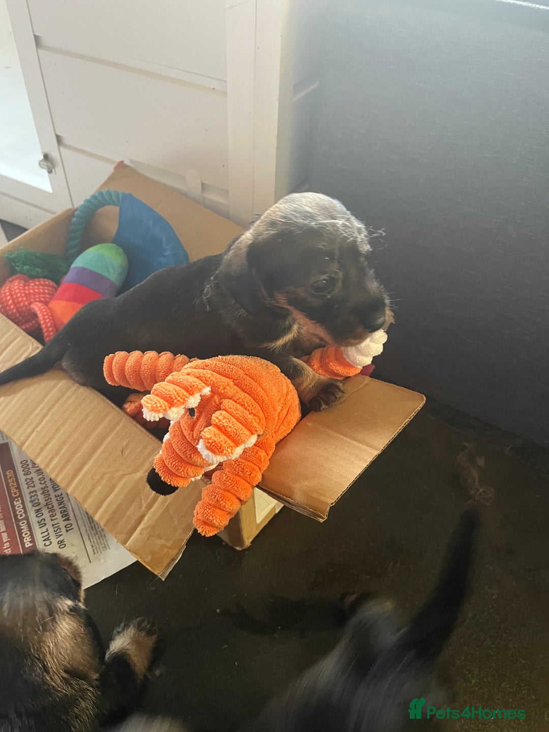 Dachshund dogs for sale: Kc Standard Wire Haired Dachshund Puppies - Image 23