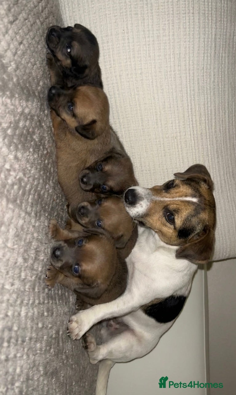 Mixed Breed dogs Jack-A-Ranian - Advert 9