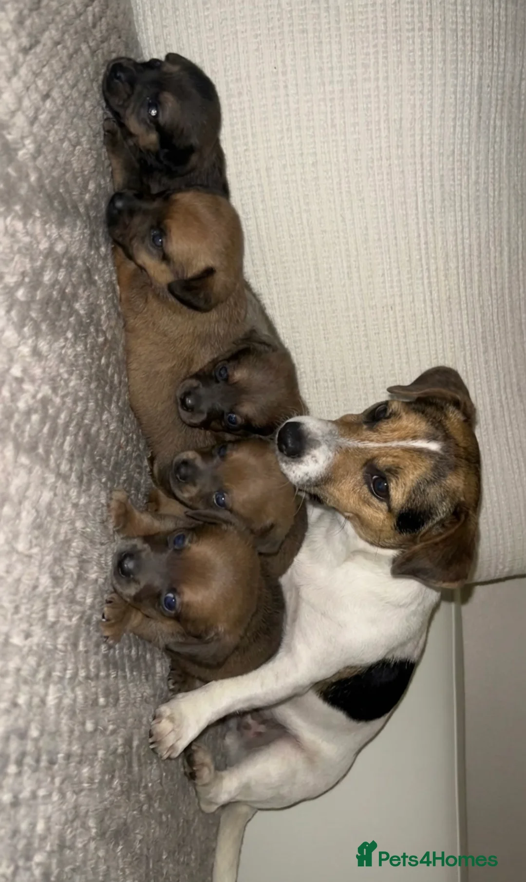 Mixed Breed dogs for sale: Jack-A-Ranian - Advert 1