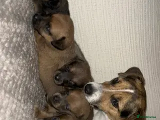 Mixed Breed dogs Jack-A-Ranian - Advert 1