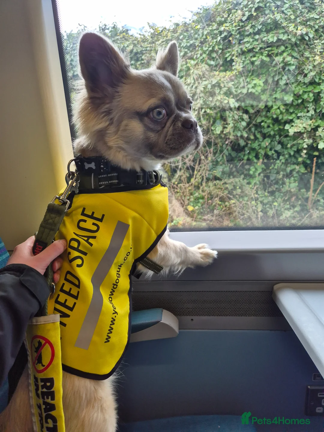 French Bulldog dogs for sale: Fluffy french bulldog - Advert 2