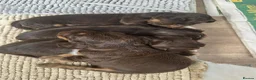 Cocker Spaniel dogs for sale: Beautiful 5 Chocolate and Tan cocker spaniels  - Advert 6