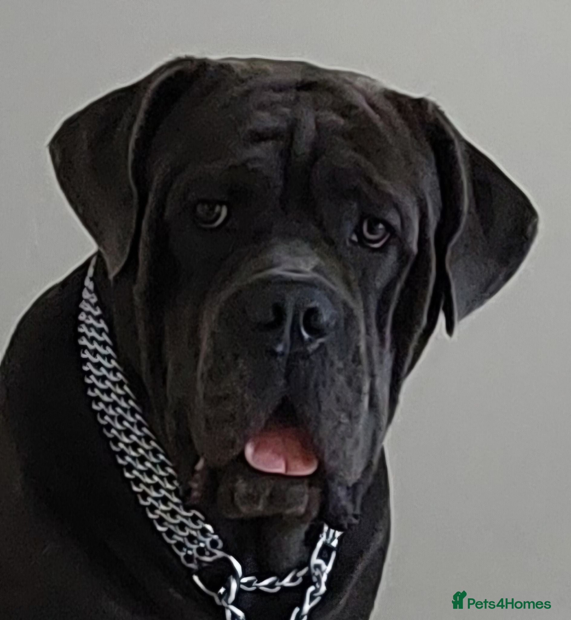 Cane Corso dogs For stud  - Advert 2
