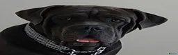 Cane Corso dogs for stud: For stud  - Advert 1