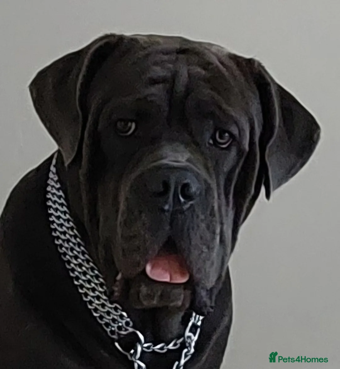 Cane Corso dogs for stud: For stud  - Advert 1
