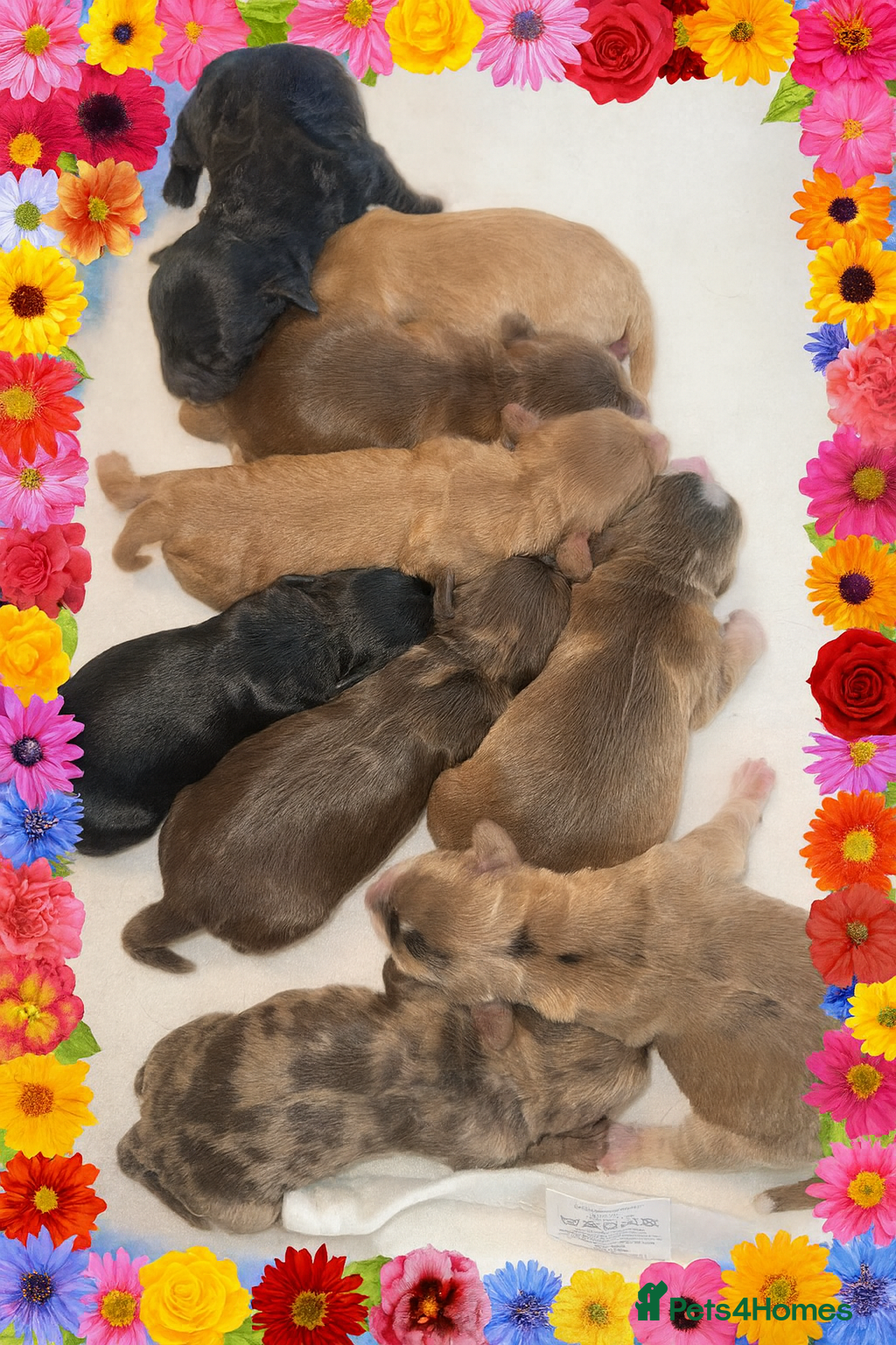 Cockapoo dogs Extensive DNA Tested cockapoo pups, Read 5th Feb  - Advert 1