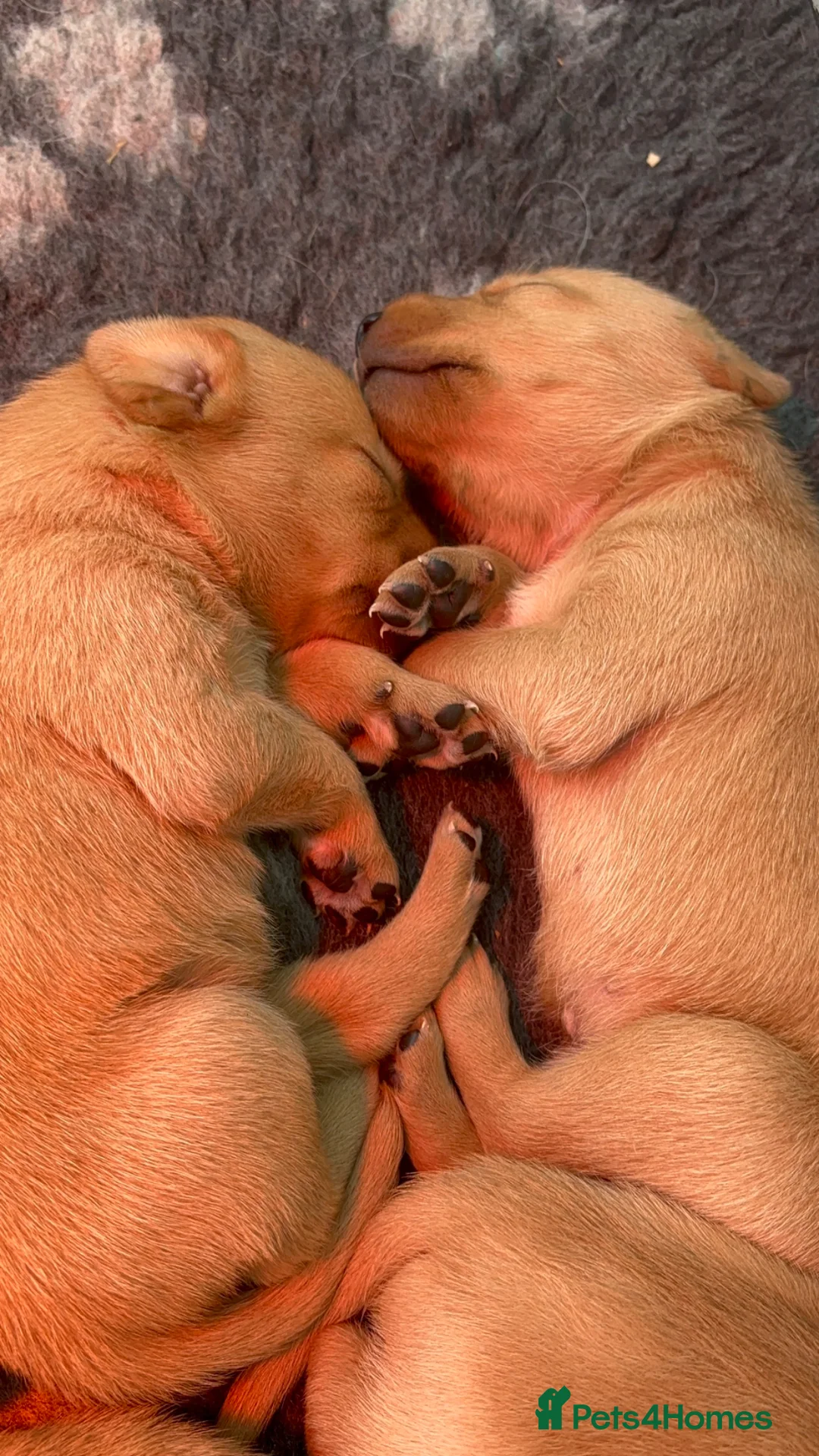 Labrador Retriever dogs for sale: Labrador puppies  - Advert 2