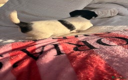 Jack Russell dogs for sale: Jack Russell boy puppy ready for his new home  - Image 5